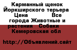 Карманный щенок Йоркширского терьера › Цена ­ 30 000 - Все города Животные и растения » Собаки   . Кемеровская обл.